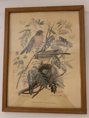 Vtg 1957 Framed Arthur Singer Robin Botanical Print #5 Of A Series‎